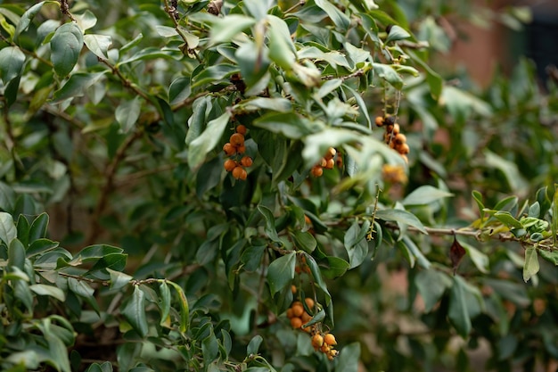 Skyflower Yellow Fruits of the species Duranta erecta with selective focus