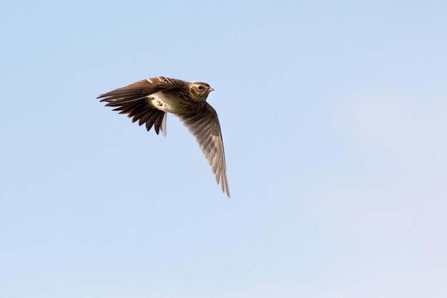 Photo skylark alauda arvensis