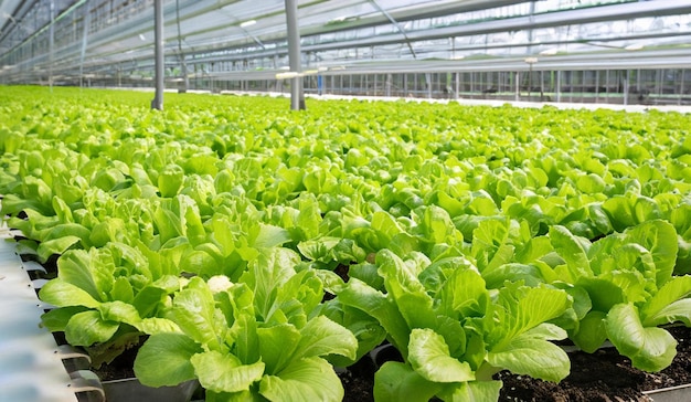 sla bladgroenten groeien in indoor farm vertical farm