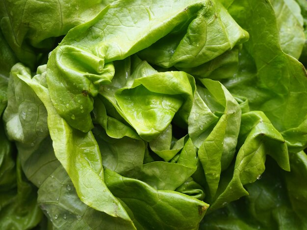 Sla Een eenjarig kruid van het geslacht Sla van de familie Asteraceae Heerlijke verrijkte bladeren Groene salade of bijgerecht Verse kruiden voor gezond eten