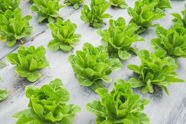 Sla groen blad op gebied, plantaardige vers in landbouwbedrijf, salade.