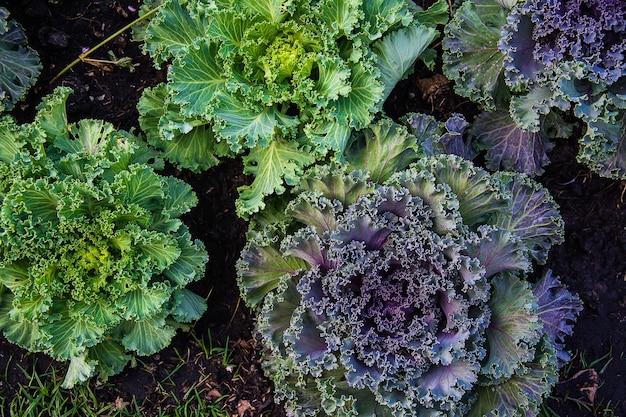 Sla in de tuin