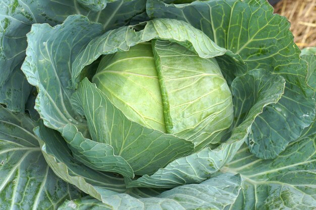 Sla om op te eten Gekweekt zonder chemicaliën