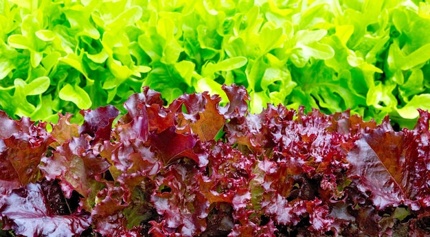 Sla rode bladsalade sla als een achtergrondstructuur van de natuur veelkleurige slabladeren lactuca sativa rood groene bladeren close-up