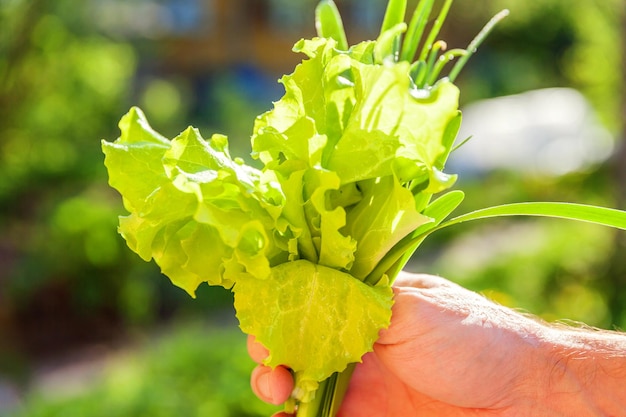 Sla salade bladeren onder regendruppels Close-up van de hand van de boer met verse sla bladeren tegen de achtergrond van wazig greens Biologische gezondheid voedsel veganistisch biologisch vegetarisch dieet concept