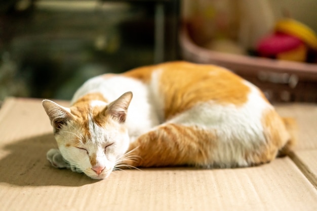 Slaap bruine en witte thaise kat op kartondocument met vage achtergrond.