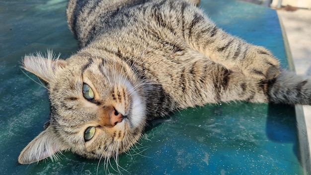 Foto slaapende schattige kat kwaliteit foto