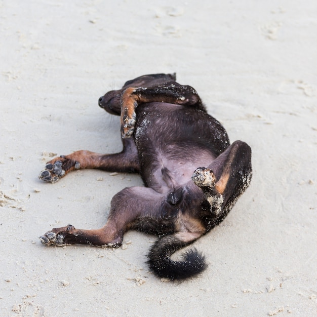 Slaaphonden op het strand