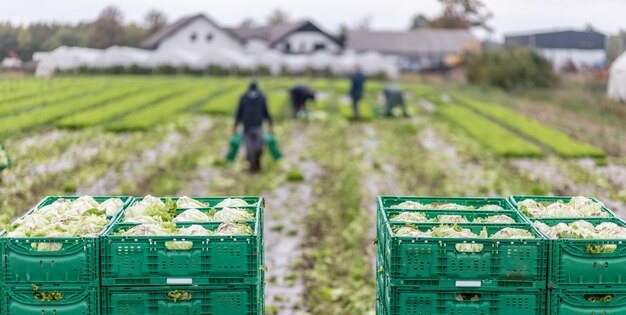 Slahoofden in houten manden na handmatige oogst op biologisch slalandbouwconcept