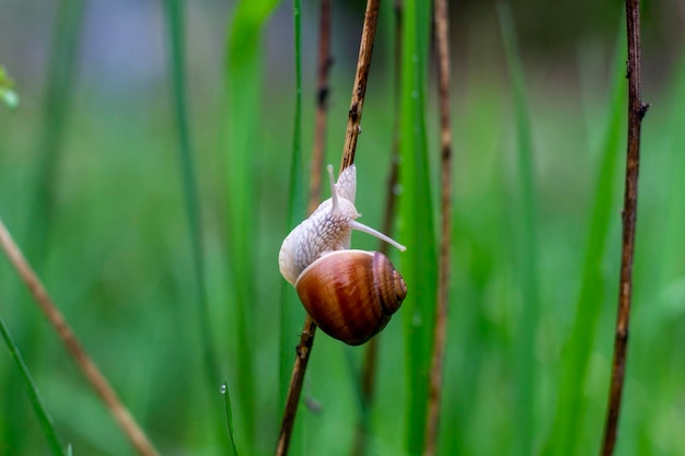 Foto slak close-up cochlea