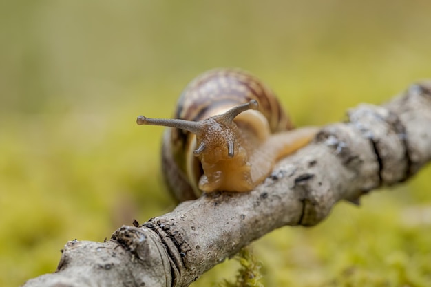 Slak die langzaam langs super macroclose-up kruipt