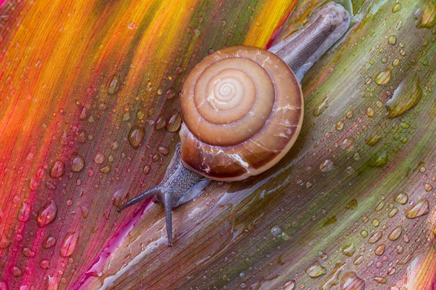 Slak die op blad kruiptAbstracte druppels water op bloemblad