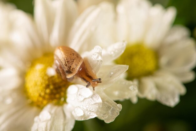 Slak en bloemen kleine slak op mooie witte en gele bloemen gezien door een macrolens selectieve focus