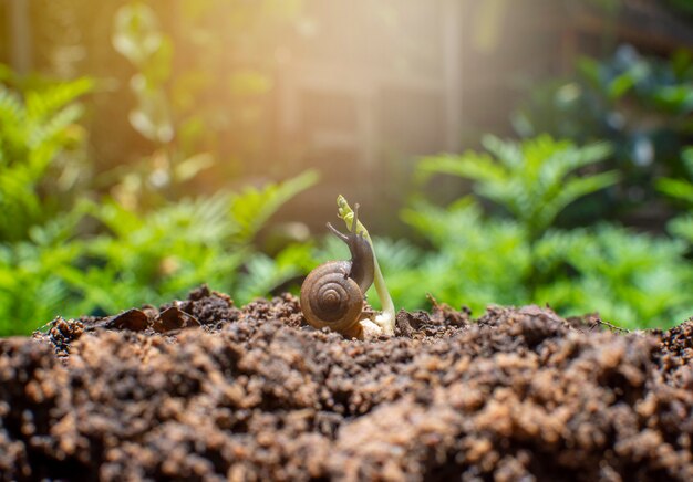 Slak en zaailing op de stapel van de bodem met tropische tuin