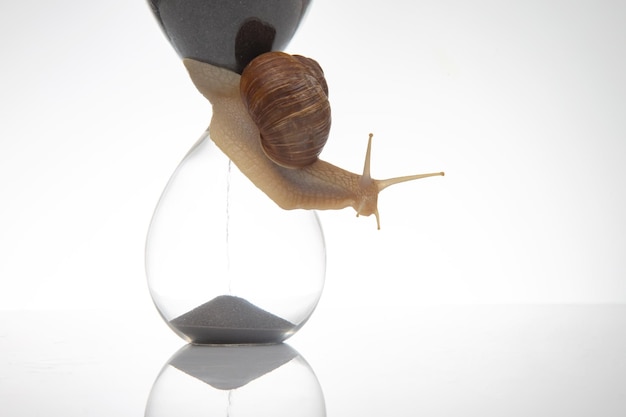 Slak en zandloper op een witte achtergrond Het concept van langzame tijd Snelheid van de tijd op een dag