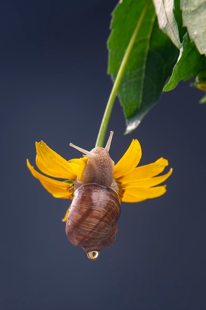 slak hangt aan een gele bloem en eet een bloemblad.