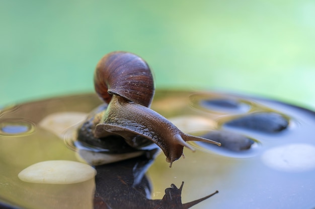 slak in een schelp kruipt op een keramische pot met water, zomerdag in de tuin