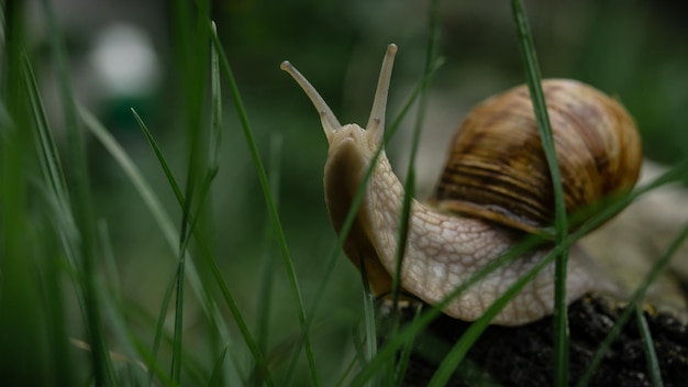 slak in groen gras