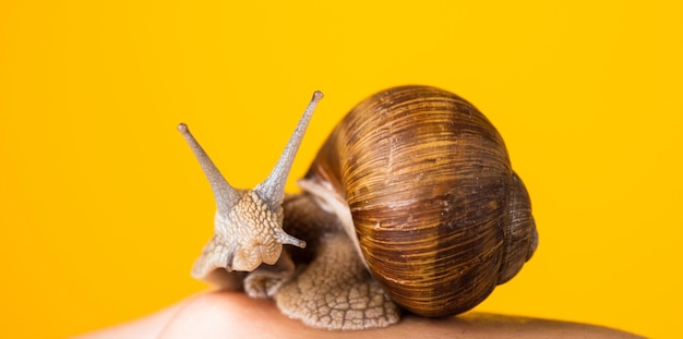 Slak in shell met hoorns op menselijke hand, natuurlijke cosmetologie.