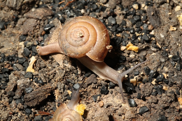 Slak is een wandeling op de grond