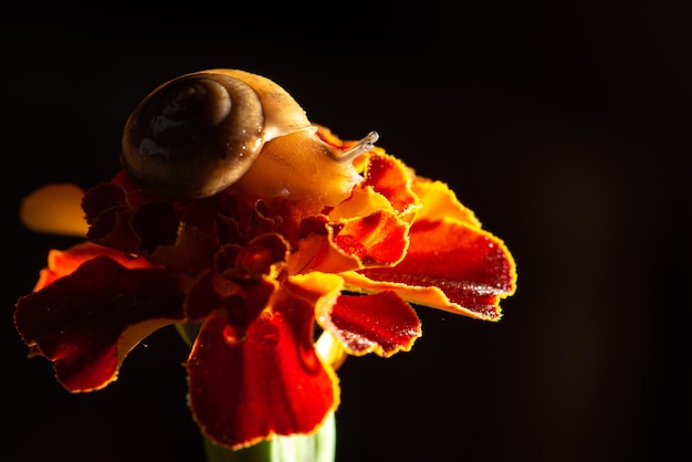 Slak, kleine tuinslak op zijn gang op een bedauwde bloem, selectieve nadruk.