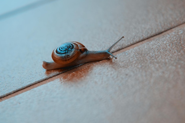 Foto slak kruipen op de stenen vloer