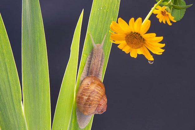 slak kruipen op een groen blad tegen de achtergrond van een gele bloem.