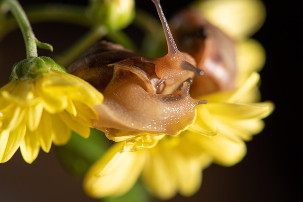 Slak mooie slak die op gele bloemen loopt met groene bladeren gezien door een macrolens selectieve focus