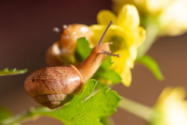 Slak mooie slak die op gele bloemen loopt met groene bladeren gezien door een macrolens selectieve focus