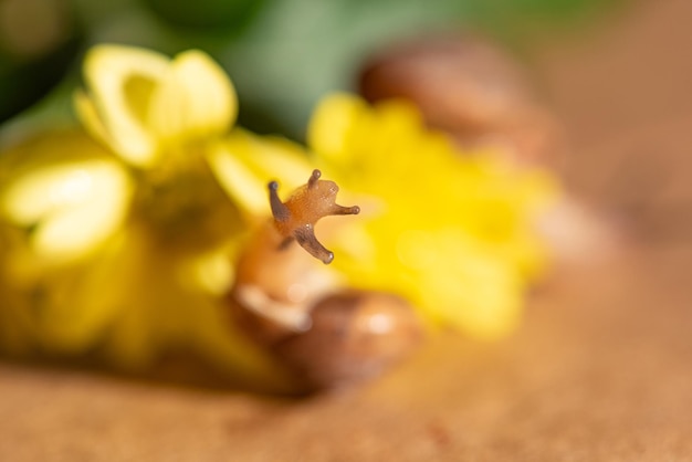 Slak mooie slak die op gele bloemen loopt met groene bladeren gezien door een macrolens selectieve focus