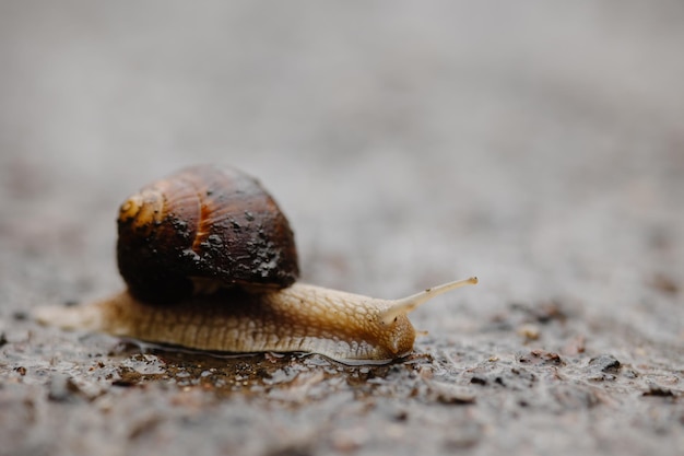 slak op asfalt slak in de regen op asfalt de slak kwam uit in de lente na de regen