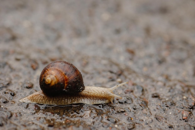 slak op asfalt slak in de regen op asfalt de slak kwam uit in de lente na de regen