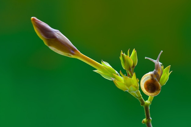 Slak op bloem in tropische tuin