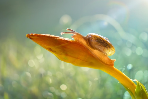 slak op bloem op aardachtergrond