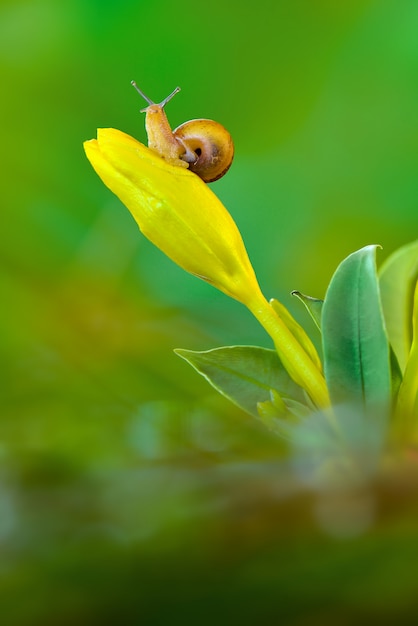 Slak op bloemen