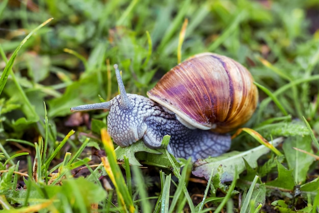 Slak op de achtergrond van groen gras. slak eet 's ochtends gras