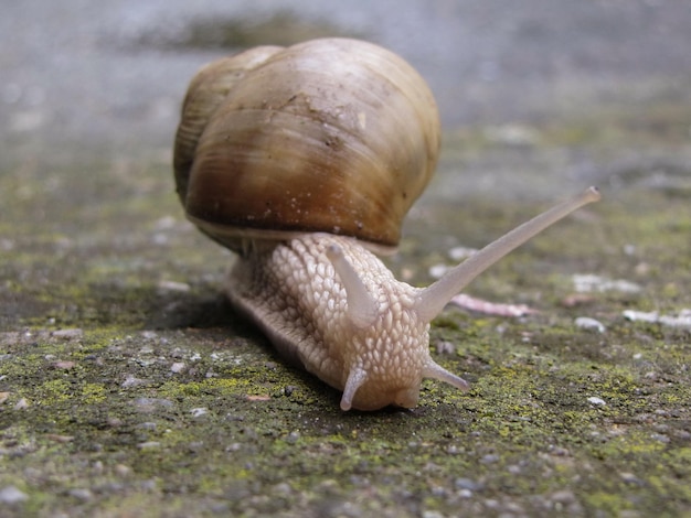 Slak op de weg met schelp en antennes