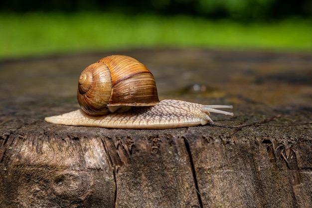 Slak op een boom in een zomerpark buiten