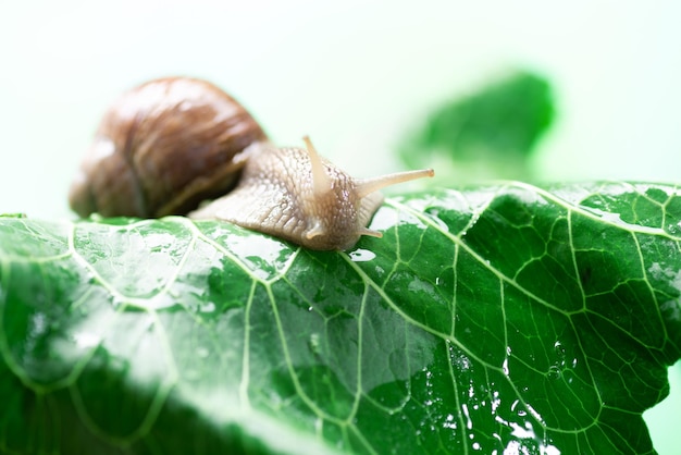 Slak op een groen blad Het gebruik van slakkenslijm in cosmetologie Huidverzorging en schoonheidsconcept