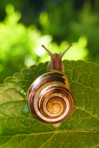 Slak op een groen blad