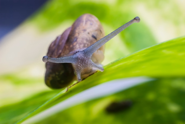 Slak op een groen blad