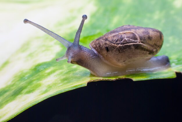 Slak op een groen blad