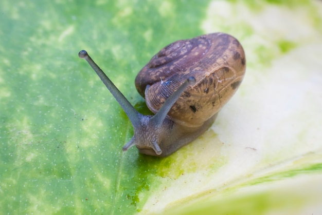 Foto slak op een groen blad