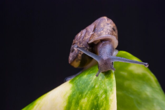 Slak op een groen blad