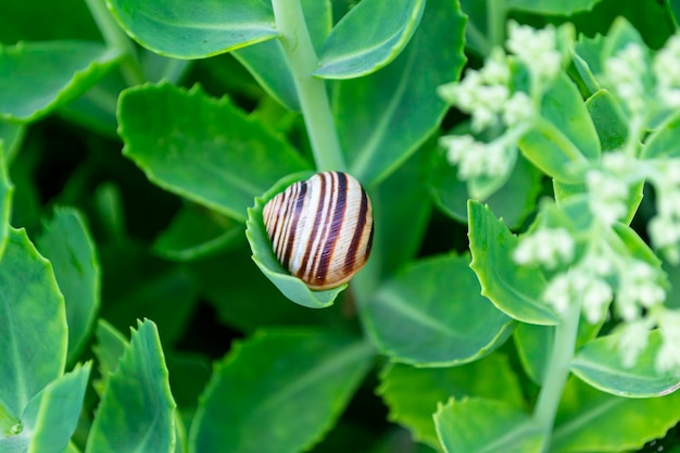 Slak op een groen blad