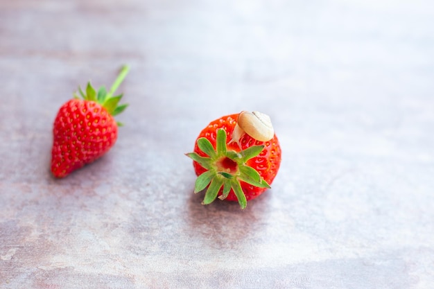 Slak op een rode rijpe aardbei Insectenplagen Behoud van bessengewas