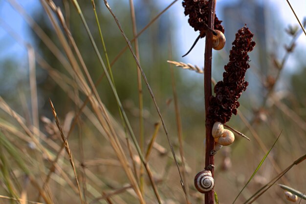 Slak op een takje gras op een groen gazon bokeh selectieve focus