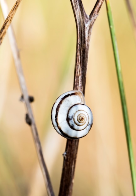 Slak op het gras, foto in natuurlijke habitat