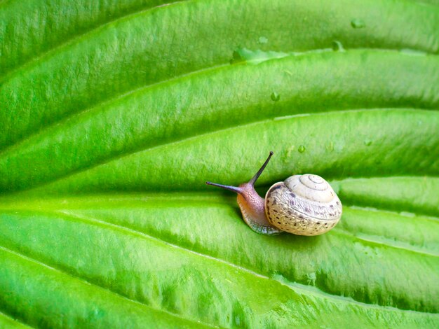 Slak op het groene hosta-blad