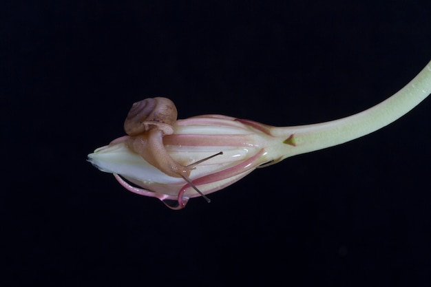 Slak op Wijaya kusuma of Witte Epiphyllum anguliger bloem